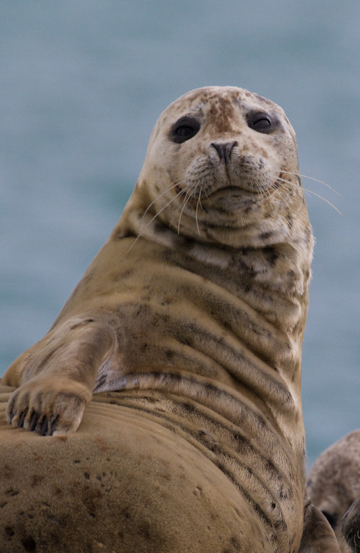 Harbor Seal